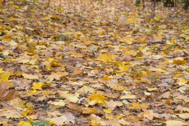 Orman toprağa düşmüş akçaağaç sonbahar yaprak