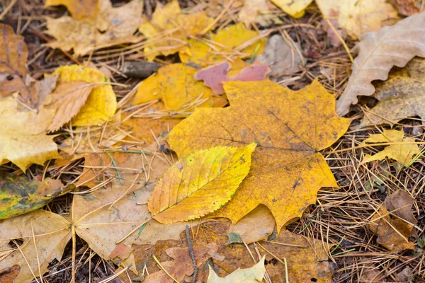 Feuilles Automne Tombées Sur Sol Dans Forêt — Photo