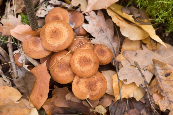 Armillaria Ostoyae Съедобные Коричневые Грибы Лесных Макросах — стоковое фото