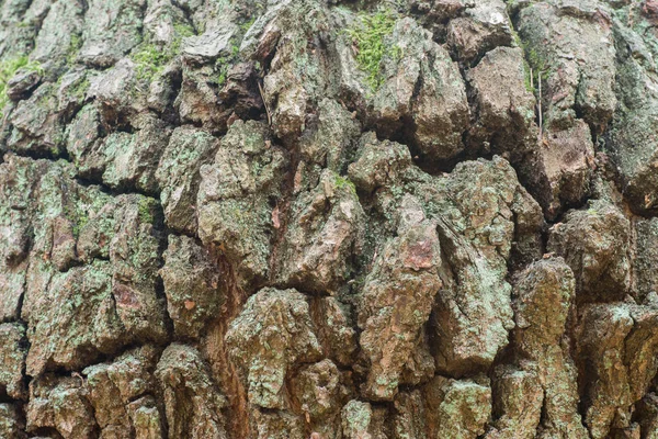 Árvore Carvalho Velho Tronco Macro — Fotografia de Stock