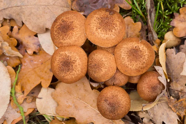 Armillaria Ostoyae Eadible Brown Mushrooms Forest Macro — Stock Photo, Image