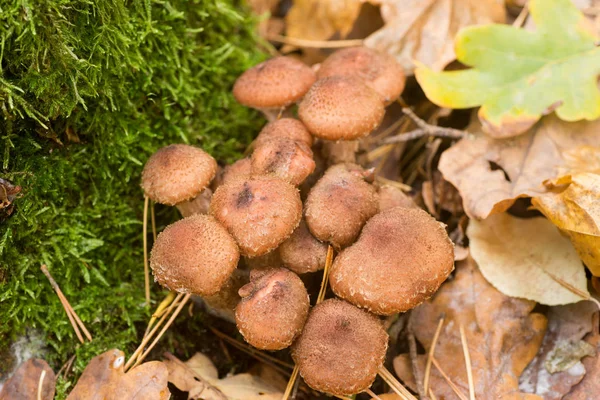 Armillaria Ostoyae Champignons Bruns Dans Forêt Macro — Photo