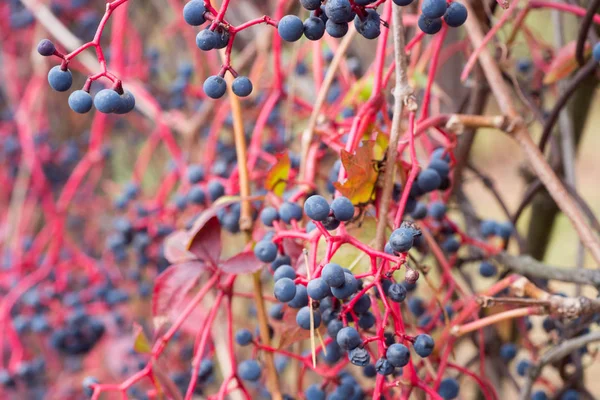 Vin Sauvage Fruits Parthenocissus Quinquefolia Macro — Photo