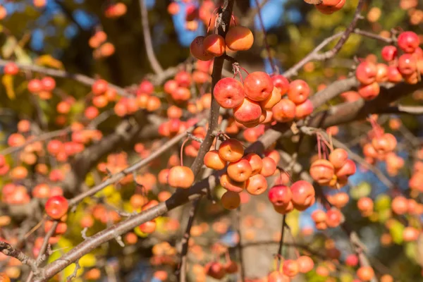 Wild Apples Twig Sunny Day Selective Focus — Stock Photo, Image