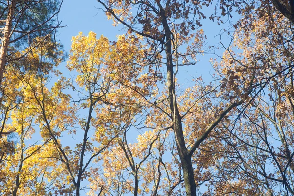 autumn oak tree branches against blue sky on sunny day