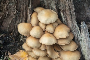 Hypholoma fasciculare, kükürt tutam, unedible mantar makro