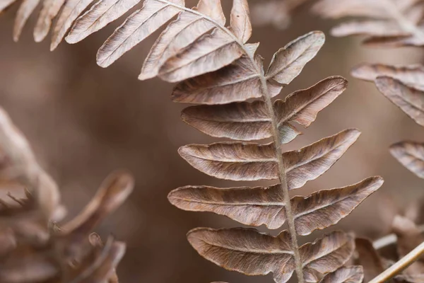 Gedroogde Bruine Fern Blad Macro Selectieve Aandacht — Stockfoto