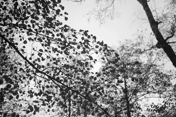 fall tree branches silhouettes on sky background black and white