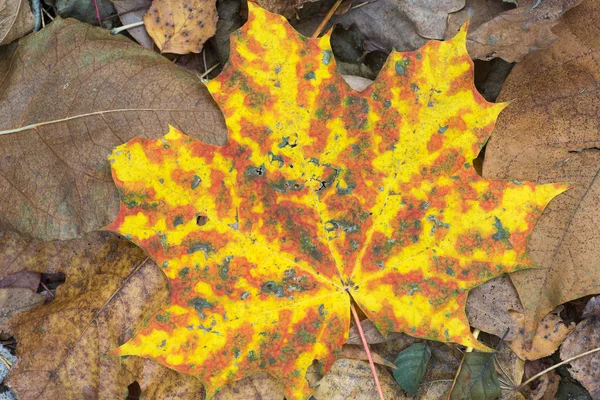 Multicolored Fall Maple Leaf Macro — Stock Photo, Image