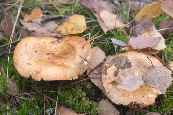 Paxillus Involutus Brown Roll Rim Poison Pax Mushrooms Forest — Stock Photo, Image