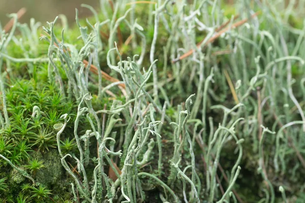 Grüne Flechten Cladoniaceae Auf Baum Makro — Stockfoto