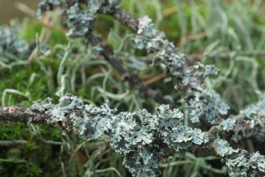 yeşil liken Cladoniaceae ağaç makro üzerinde