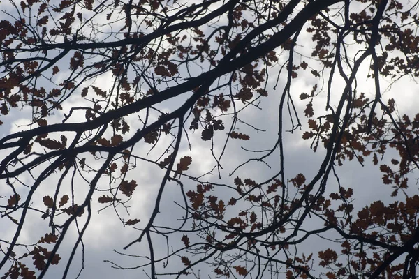 Ramas Roble Siluetas Contra Cielo Nublado Fondo —  Fotos de Stock