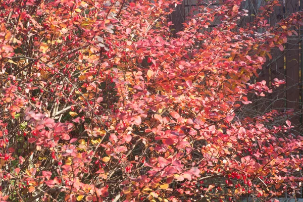 Berberys Berberysu Wiecznie Zielony Krzew Czerwonych Liści Słoneczny Jesienny Dzień — Zdjęcie stockowe