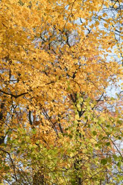 güneşli günde Gürgen ağacı turuncu sonbahar yaprakları