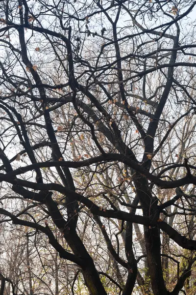 Jatuh Cabang Pohon Telanjang Pada Hari Yang Cerah Terhadap Fokus — Stok Foto