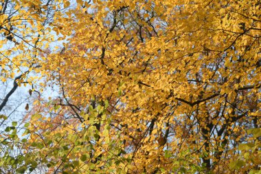 güneşli günde Gürgen ağacı turuncu sonbahar yaprakları