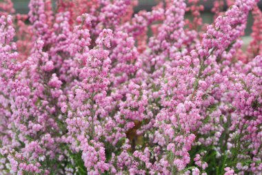 Mor heather çiçekler makro seçici odak