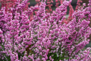 Mor heather çiçekler makro seçici odak