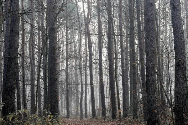 Bäume Herbstwald Nebligem Tag — Stockfoto