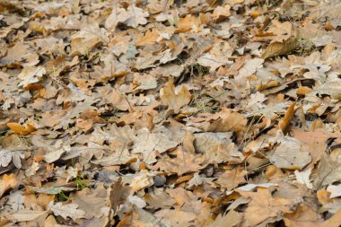 zeminde sonbahar düşen meşe yaprağı