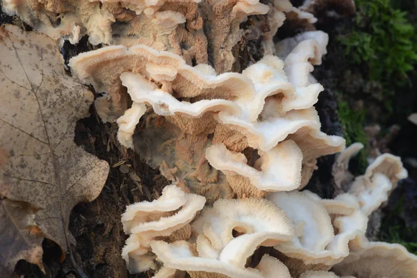 Schizophyllus Communis White Fungus Tree Stump — Stock Photo, Image