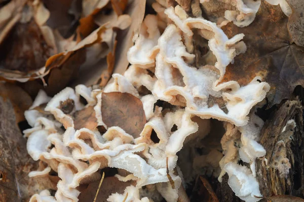 Schizophyllus Communis Weißer Pilz Auf Baumstumpf — Stockfoto