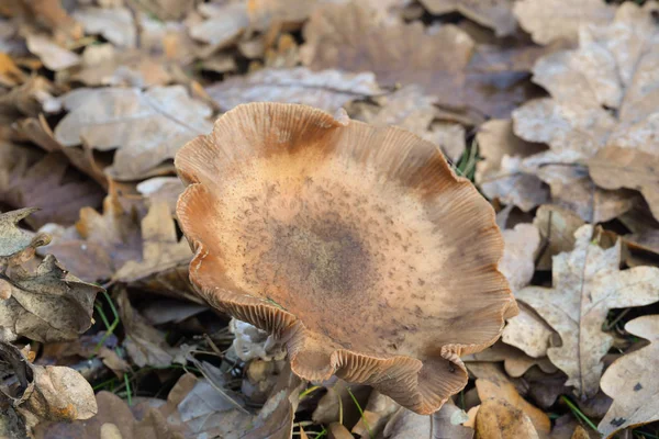 Гриб Armillaria Ostoyae Дубовых Листьях — стоковое фото