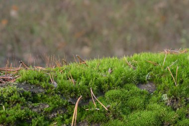 ağaç gövde makro seçici odak üzerinde yosun