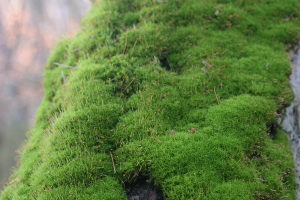 Moos Baumstamm Makroselektiver Fokus — Stockfoto