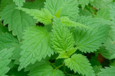 Isırgan otu (Urtica dioica) yeşil yaprakları makro