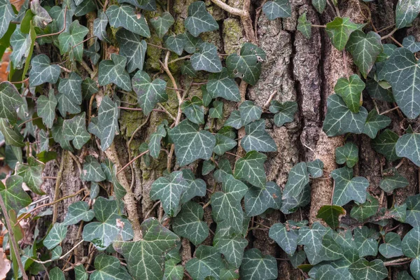 ツタの葉の木の樹皮 — ストック写真