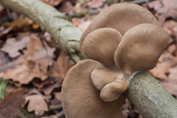 oyster mushroom (Pleurotus ostreatus)  on tree  macro selective focus