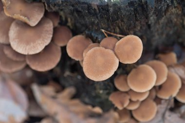 ağaç makro üzerinde kahverengi unedible mantar