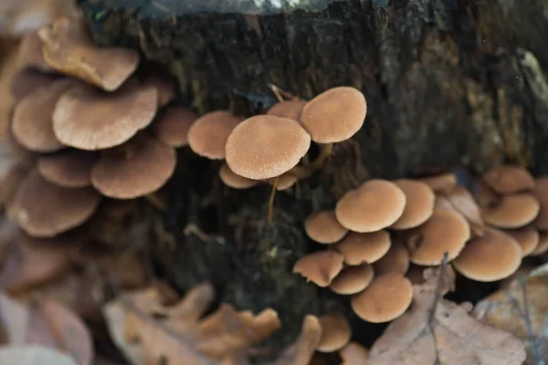 Braune Ungenießbare Pilze Auf Baum Makro — Stockfoto