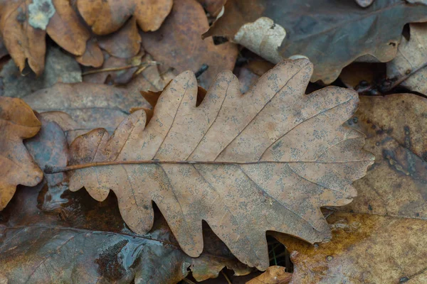 Feuille Chêne Brun Sur Sol Macro — Photo