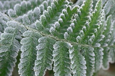 Fern detay Don makro ile kapalı bırakır