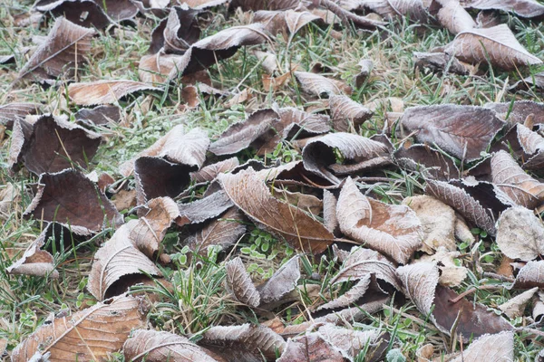 Dried Leaves Covered Hoarfrost Ground Macro — Stock Photo, Image