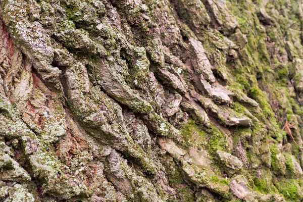 Eski Poplat Ağaç Kabuğu Makro Seçici Odak — Stok fotoğraf