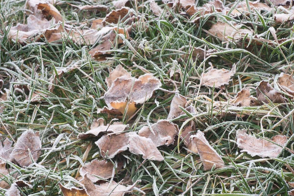 Feuilles Séchées Recouvertes Givre Sur Sol Macro — Photo