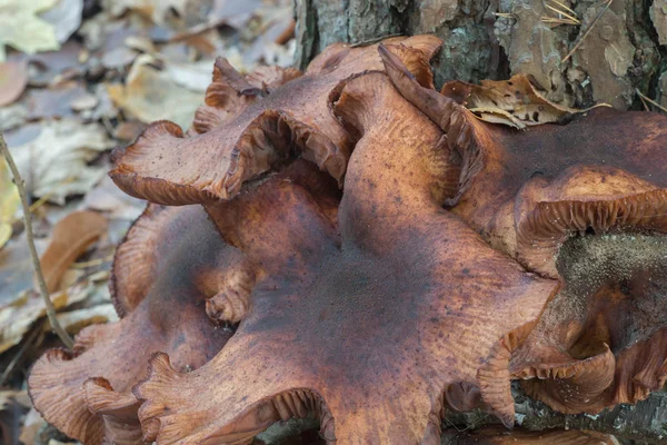 Stora Armillaria Ostoyae Eadible Brun Svamp Skogen Makro — Stockfoto