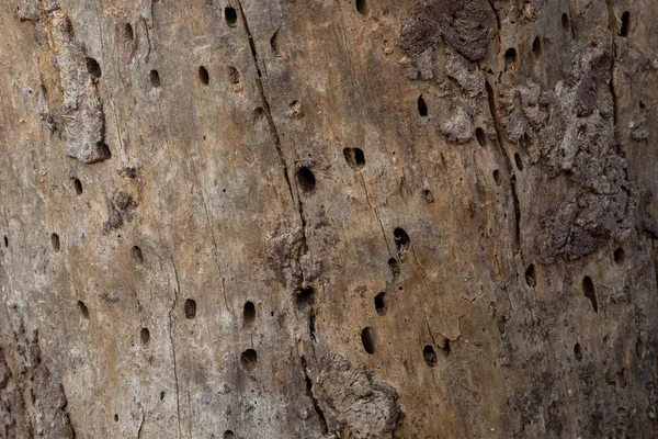 Pine tree trunk eaten by bark beetles background — Stock Image Pine Tree Trunk Eaten Bark Beetles Background Royalty Free Stock Images