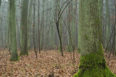 Sisli gün sonbahar ormandaki yaşlı meşe ağaçları