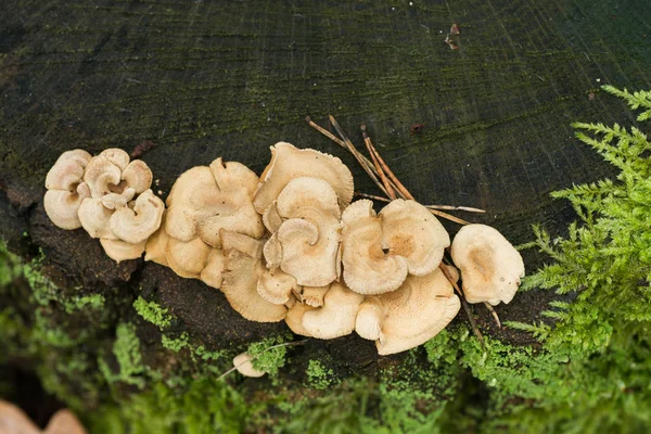 Beige Heterotroph Fungi Tree Stump Macro — Stock Photo, Image