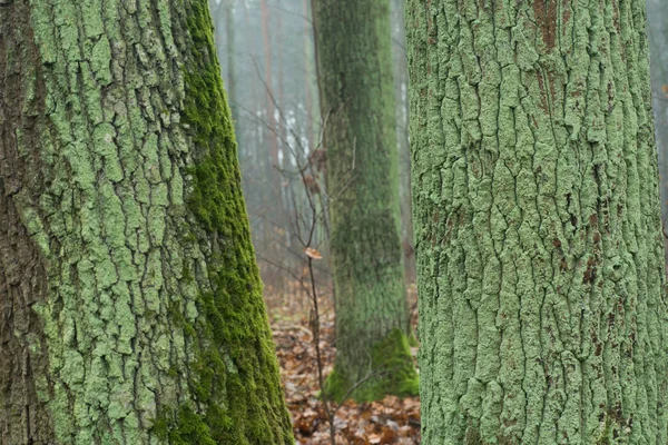 Régi Tölgyfák Őszi Erdőben Ködös Napon — Stock Fotó