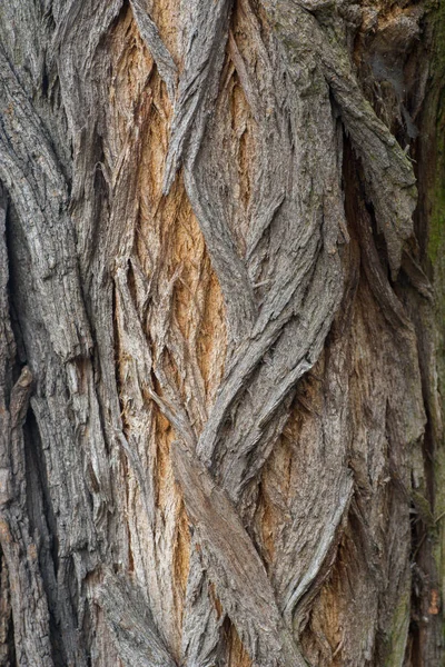 Robinia Tree Bark Tecture Bakground Macro — Stock Photo, Image