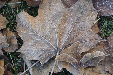 düşen kurutulmuş yapraklar hoarfrost ile kaplı