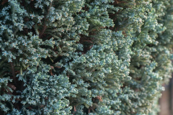 Κινέζικα Juniper Κλαδιά Στον Κήπο Καλύπτεται Παγετός Στο Ηλιόλουστο Πρωί — Φωτογραφία Αρχείου