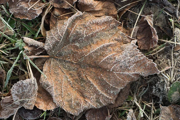 Foglie Secche Cadute Coperte Brina — Foto Stock