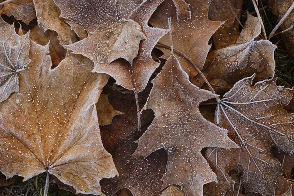 Fallen Dried Leaves Covered Hoarfrost — Stock Photo, Image